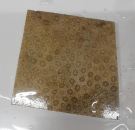 Slab Fossil Coral